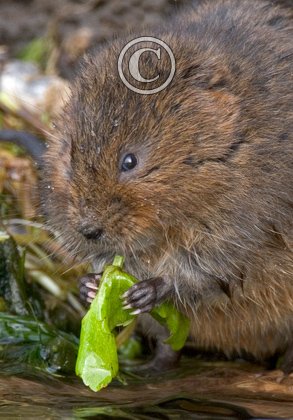 Water Vole DM0577